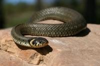 British Grass Snake