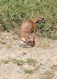Stoat Facts