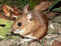 wood or field mouse