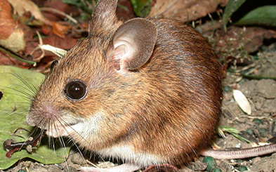 wood_mouse_cr.jpg